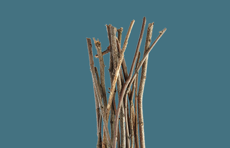 Brush, Sticks, & Twigs